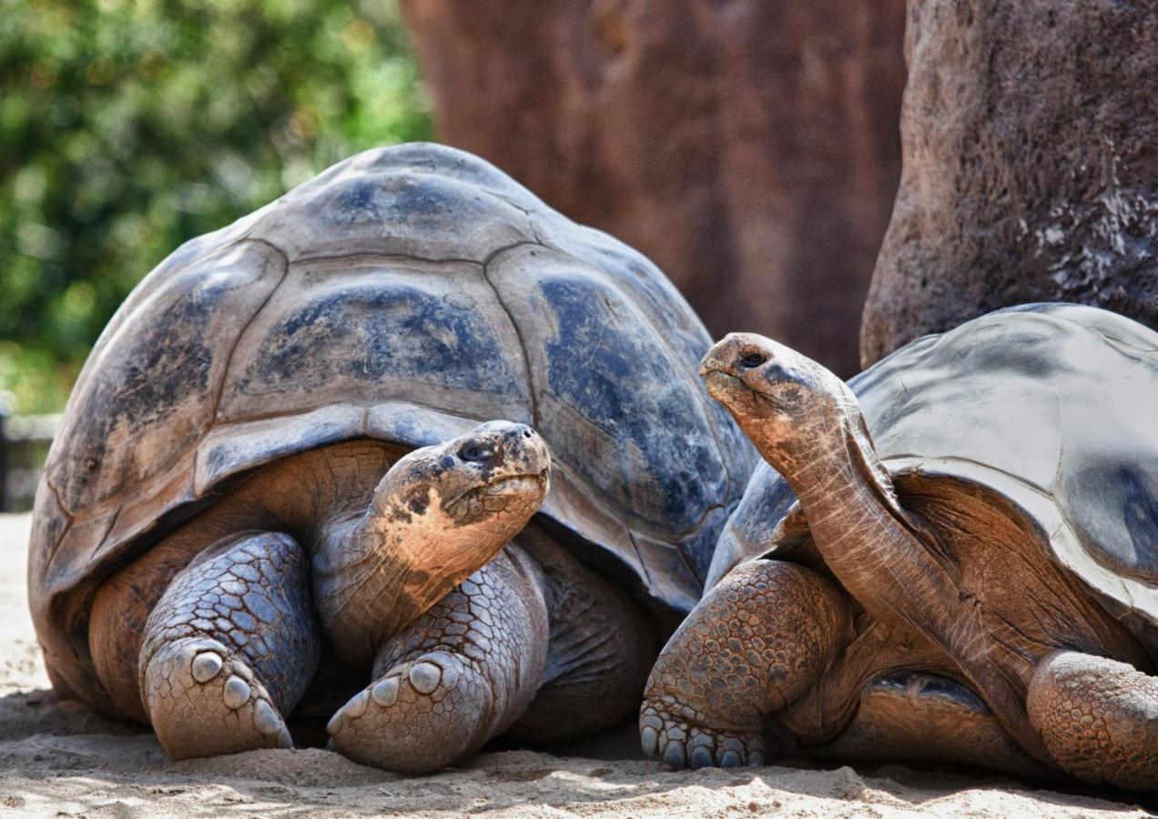 Enchanted Galapagos Lodge プエルトアヨラ エクステリア 写真