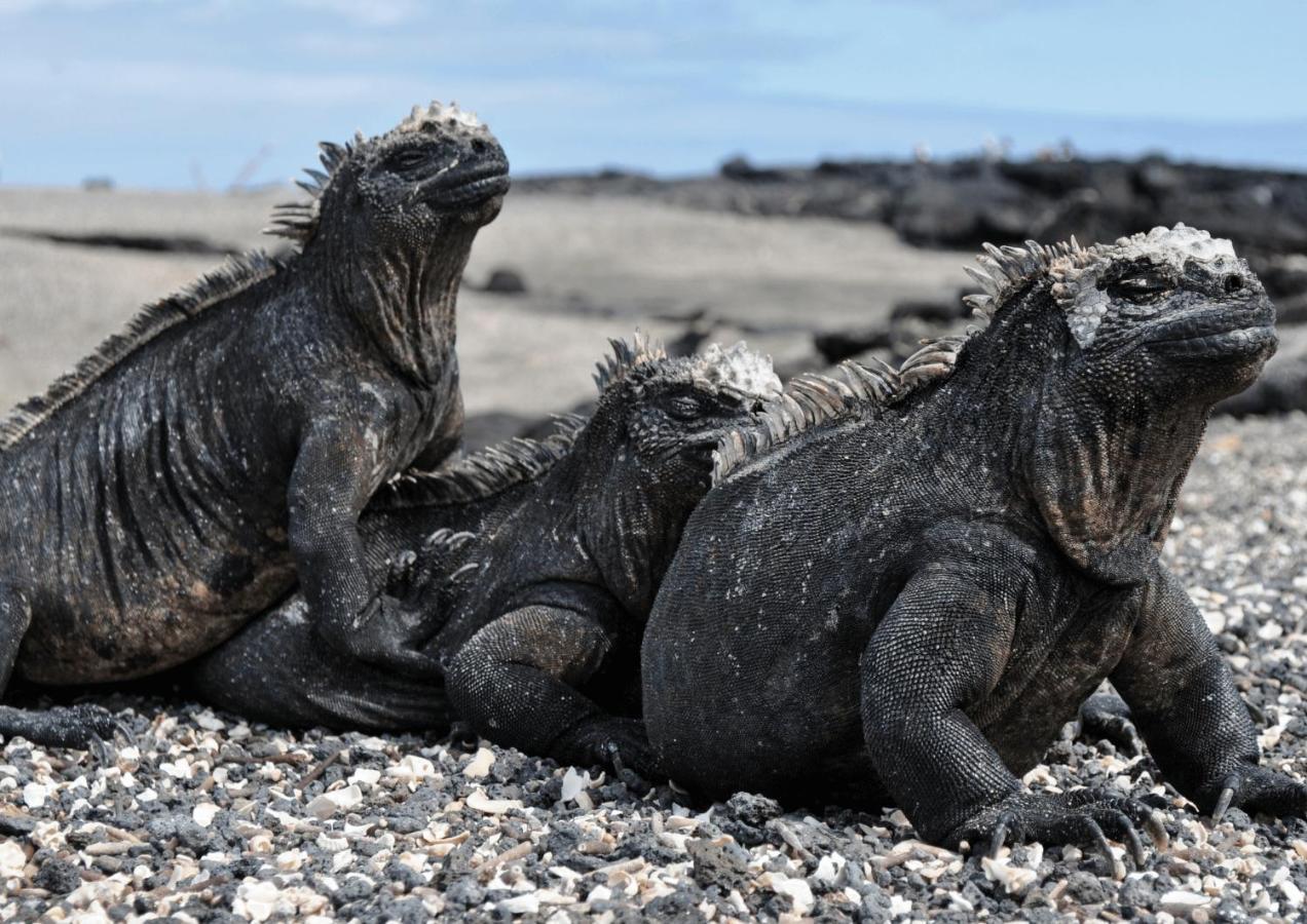 Enchanted Galapagos Lodge プエルトアヨラ エクステリア 写真